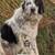 Great Pyrenees 2 thumbnail