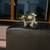 Updated kittens 7 thumbnail