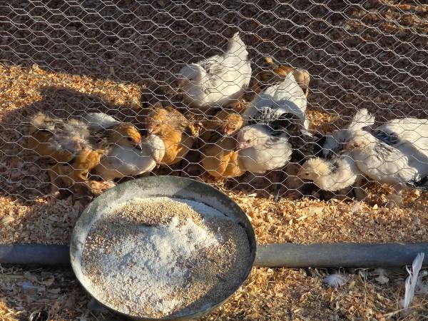 Chickens 1