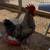 Roosters 2 thumbnail