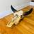 HORN STEER SKULL  BULL BISON HORN MOUNTED HEAD 1 thumbnail