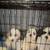Shih-Tzu Puppies 4 thumbnail