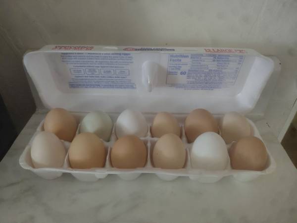 Fresh egg 1