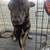 German shepherd female 2 thumbnail