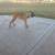 Pup 8 thumbnail