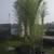 Bamboo For Sale Good For Screening 9 thumbnail