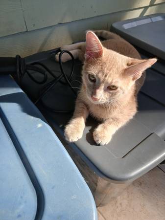 Fostered Male Kitten: Available for adoption to Loving family (Snellville)63922482337667120