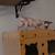 Sphynx Kitten 3 thumbnail