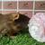 Guinea pig Female (Savethepetz) 1 thumbnail