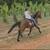 Well Trained, Solid Built, Levelheaded Seasoned Trail Horse 6 thumbnail