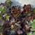 Aeoniums Beautiful Succulents Dark Red Green Black $8 & Up 3 thumbnail
