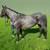 Blue Roan Mare 1 thumbnail
