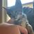 boy kittens 2 thumbnail