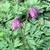 Pacific Bleeding Heart 1 thumbnail