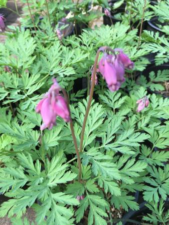 Pacific Bleeding Heart 1