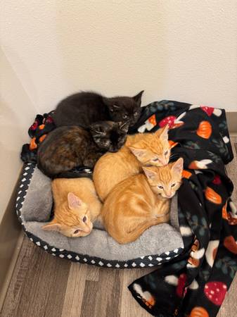 Kittens need a forever home (Kennewick)63886911260033120