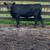 10 feeder calves 1 thumbnail