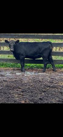 10 feeder calves 1