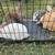 Lots of rabbits all for sale 5 thumbnail