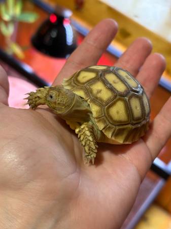 Sulcata Tortoise 1