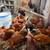Pullets 3 thumbnail