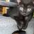 Kittens 4 thumbnail