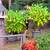 Angel Trumpet Trees Yellow 1 thumbnail