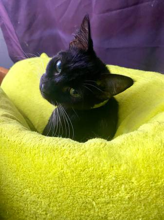 Small Tuxedo Female (Pittsburg/Bay Point)63696398192259120