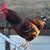 Rooster /rooster's Rhode Island, red and more 4 thumbnail