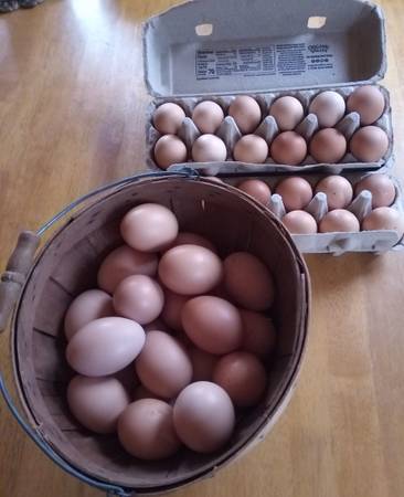 Farm Fresh Eggs 1