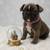 French Bulldog puppies 7 thumbnail