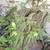 4 FT SHAINA DWARF RED JAPANESE MAPLE * OBO 4 thumbnail