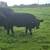 Aberdeen Heifer 2 thumbnail
