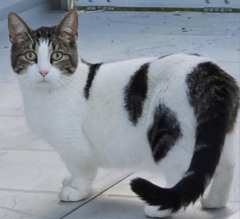 Munchkin cat (Johnson City)63670740148867120