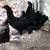 AYEM CEMANI HATCHING  EGGS FOR SALE 3 thumbnail
