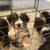 Australian Shepherd 1 thumbnail
