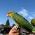 Red lored Amazon parrot 1 thumbnail