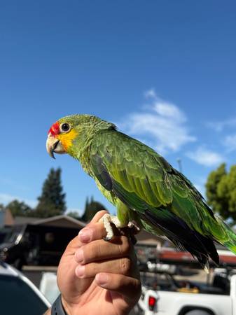 Red lored Amazon parrot 1