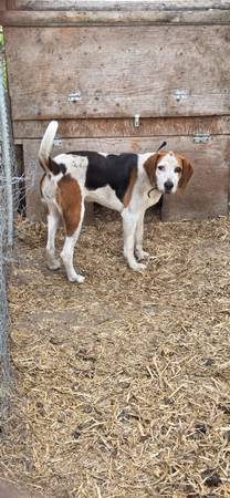 Hound dog 1
