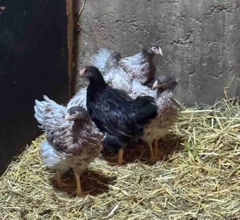 Blue Laced Red Wyandotte roosters chickens 1