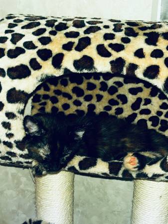 rehoming (chico)63972435151490121