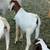 Boer goat wether 6 thumbnail