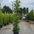 Ficus nitida indian laurel privacy hedge 1 thumbnail