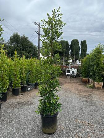 Ficus nitida indian laurel privacy hedge 1