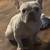 Frenchie Dog 3 thumbnail