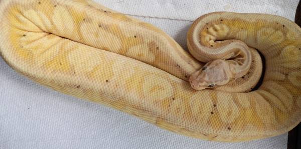 Boa Ball Banana – Buscando un hogar experimentado