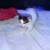 Rehoming kitten 2 thumbnail