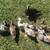 Muscovy ducks 1 thumbnail
