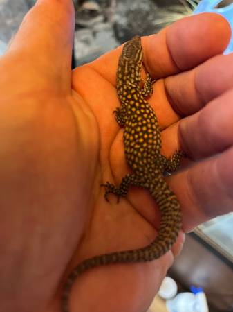 Red ackie (Fallon)64176270106755121