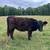 Mini herd for sale (cows, heifers, bulls) 8 thumbnail